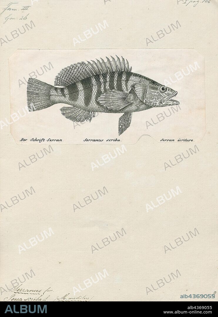 Serranus scriba, Print, The painted comber (Serranus scriba) is a subtropical marine fish, classified in family Serranidae, the groupers and sea basses. It is found in the eastern Atlantic Ocean, the Mediterranean Sea, and the Black Sea. Confusingly, a synonym of this species is Perca marina, but that name (as Sebastes marinus) has incorrectly been used for a separate species, the rose fish., 1809-1845.