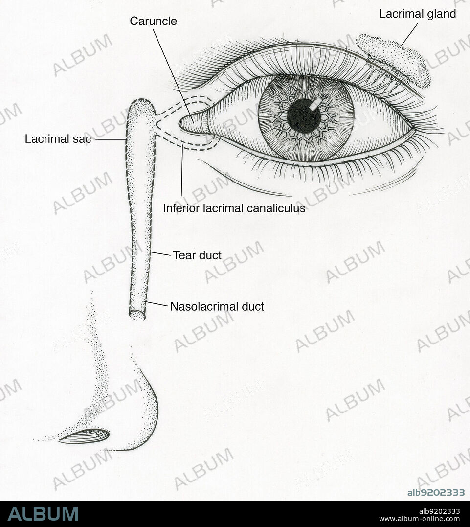 Illustration of Tear Duct