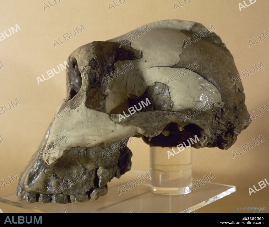 Reproduction of a skull of Zinjanthropus Boisei. Paleolithic. Olduvai site,  Tanzania. Archaeological Museum of  Catalonia, Barcelona, Spain.