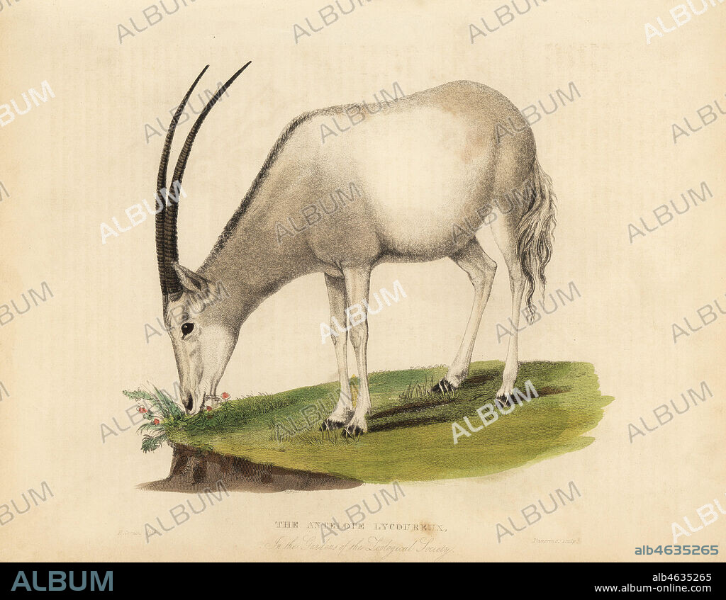 Arabian oryx or white oryx, Oryx leucoryx. Vulnerable. The Antelope Lycoureux in the Gardens of the Zoological Society. Handcoloured copperplate engraved by W. Panormo after an illustration by Horace S. Smith from William Smellies translation of Count Georges Buffons History of the Earth and Animated Nature, Thomas Kelly, London, 1829.