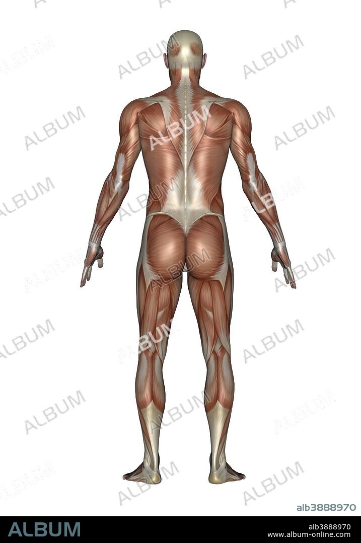 Anatomy of male muscular system, back view.
