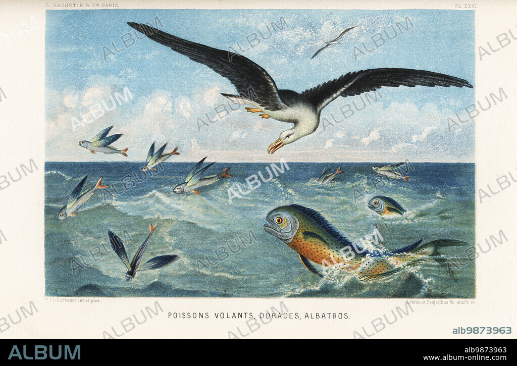 Flying fish, Exocoetus volitans, gilt-head sea bream, Sparus aurata, and albatross, Diomedea exulans. Poissons volants, dorades, albatros. Chromolithograph by Lebrun and Desjardins after Pierre Lackerbauer from Alfred Fredols Le Monde de la Mer, the World of the Sea, edited by Olivier Fredol, Librairie Hachette et. Cie., Paris, 1881. Alfred Fredol was the pseudonym of French zoologist and botanist Alfred Moquin-Tandon, 1804-1863.