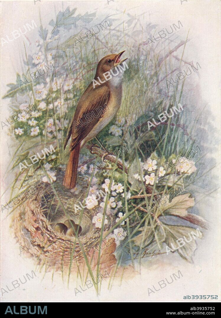'Nightingale - Dau'lias luscin'ia', c1910, (1910). From Britain's Birds and Their Nests, by A. Landsborough Thomson. [The Waverley Book Company, Limited, W. & R. Chambers, Limited, London & Edinburgh, 1910].