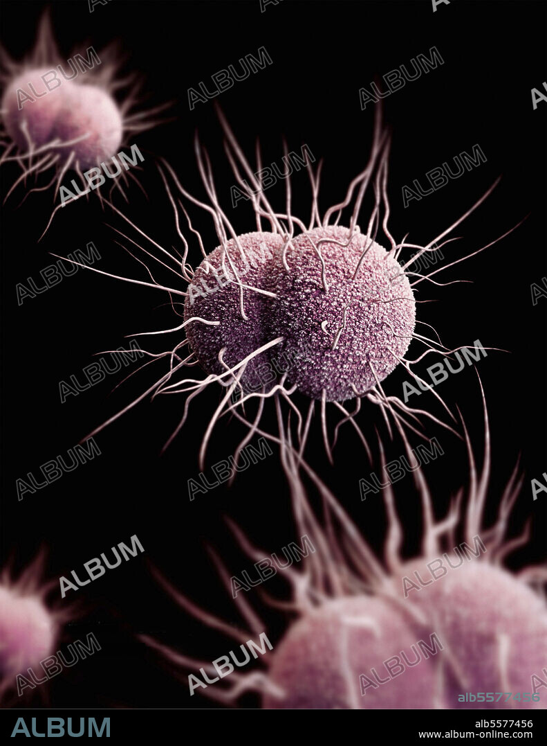 3D digitally generated image of a number of drug-resistant, Neisseria gonorrhoeae diplococcus bacteria. Note that extending from the organisms exterior are type IV pili, or hair-like appendages, which in this case, are used to promote motility for these bacteria, and improve surface adherence. This artistic recreation is based upon scanning electron microscopic imagery.