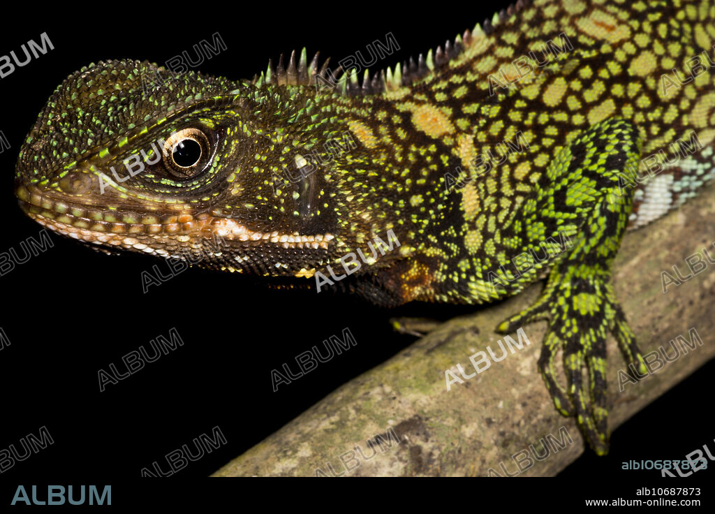 The Amazon Wood Lizard (Enyalioides laticeps) is a good sized reptile from the Amazon Basin. Males tend to be green while females are typically brown or brown with a dirty green pattern. Importantly, more pattern and added color are present during the breeding season. These are common encounters on night hikes where individuals are observed resting on vines. They have amazing faces and males have outstanding colors. This individual was photographed in Amazonian Peru, January 2019.
