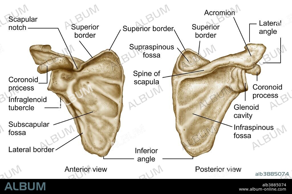 Medical illustration of human scapula bone.