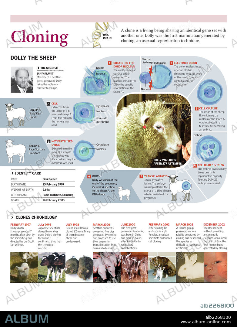 clonación. Infografía del proceso de clonación de la oveja Dolly.