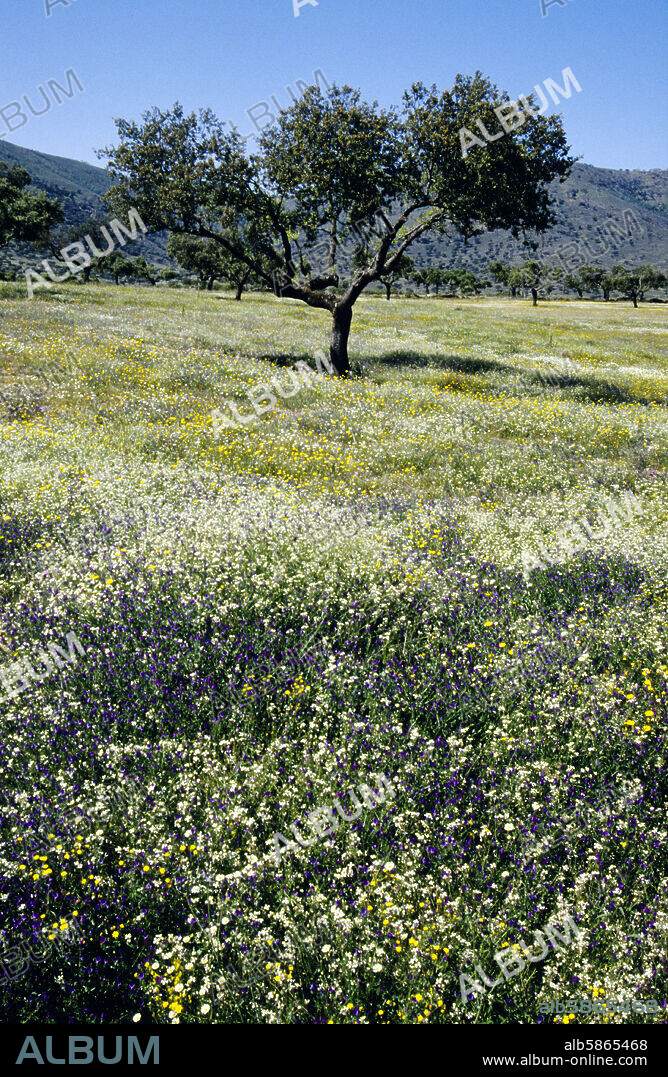 Sierra Morena, cerca de Aracena; flores silvestres en primavera.