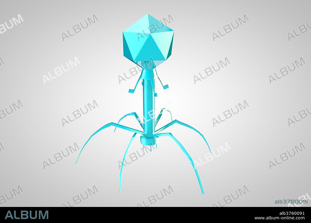 Computer artwork of a T4 bacteriophage virus. The head contains DNA (deoxyribonucleic acid)) inside a protein coat. Attached to this is the tail, consisting of a tube-like sheath and tail fibres (at bottom). T4 bacteriophages are parasites of Escherichia coli, a bacterium common in the human gut. The virus attaches itself to the host bacterium cell wall by its tail fibres; the sheath then contracts, injecting the contents of the head (DNA) into the host. The viral DNA makes the bacteria manufacture more copies of the virus.