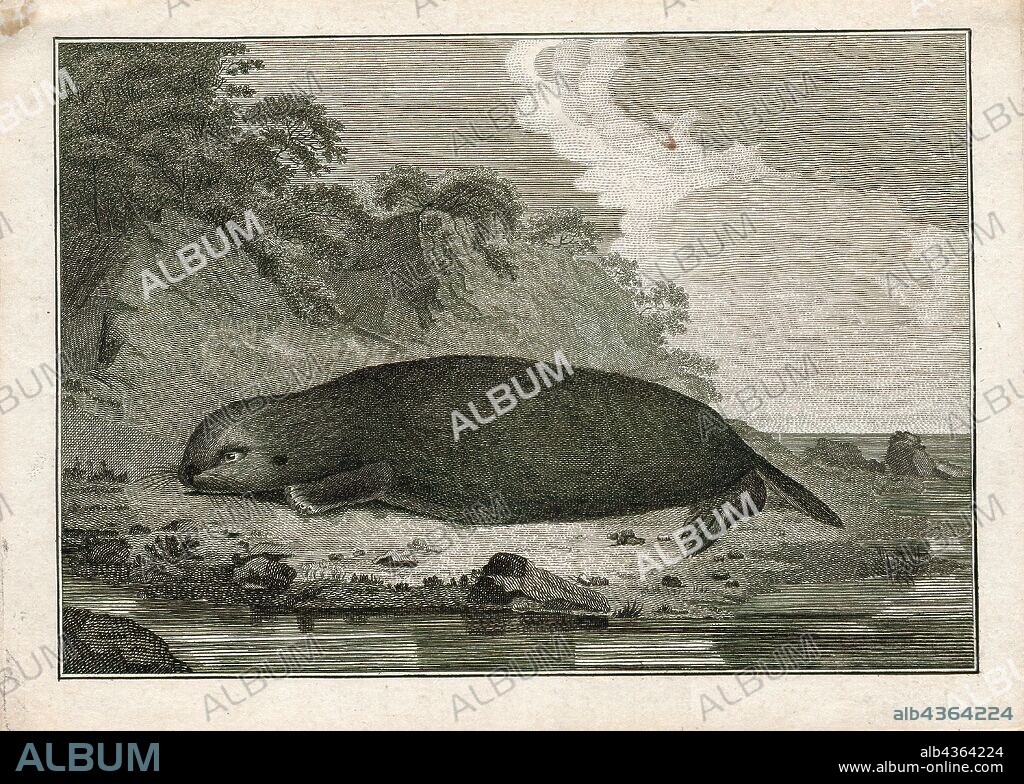 Lutra marina, Print, Lutra is a genus of otters, one of seven in the subfamily Lutrinae., 1700-1880.