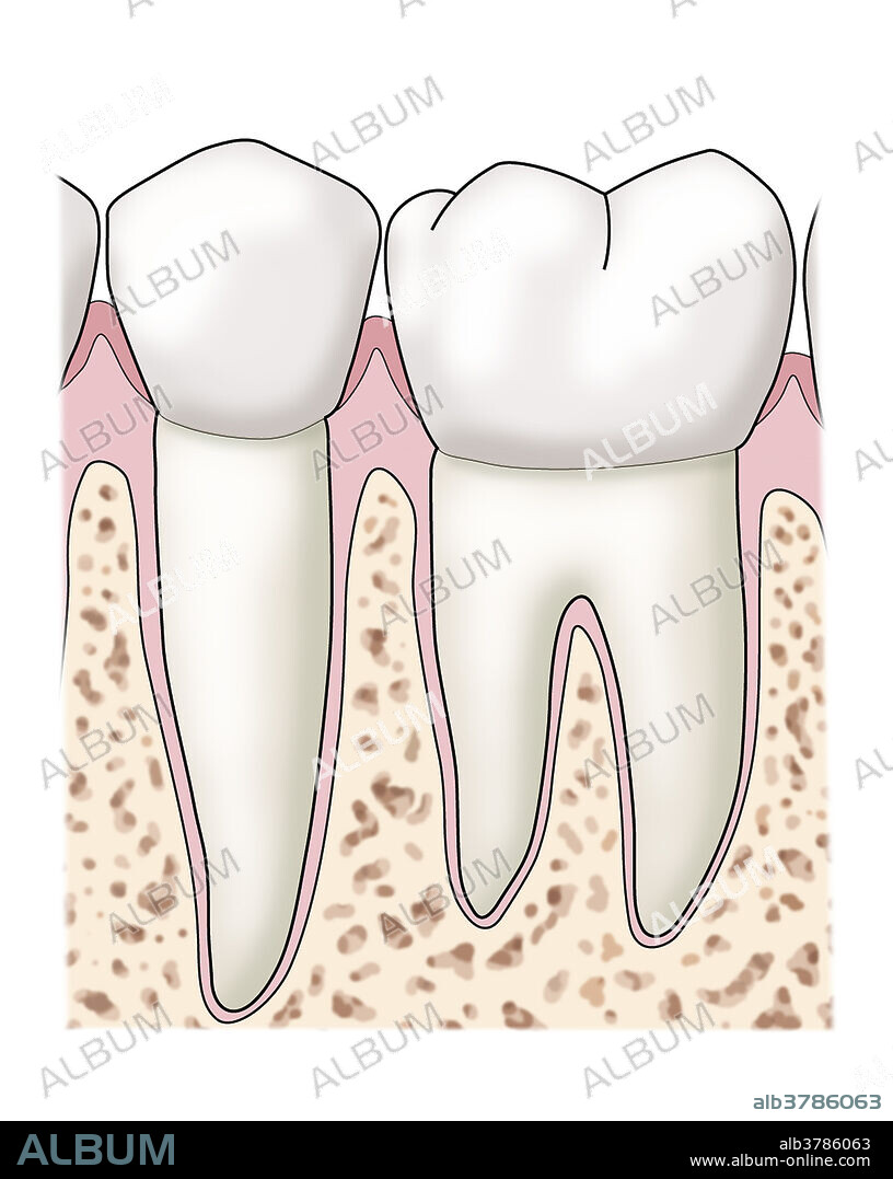 Healthy teeth & gums, side view. Illustration.