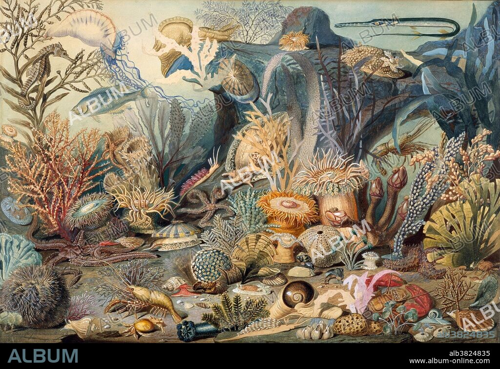Ocean life. Watercolor designed by James M. Sommerville (1825-1899) and painted by Christian Schussele (1824-1879). Schussele, the first professor in drawing and painting at the Pennsylvania Academy of the Fine Arts, was chiefly a genre, history painter and portrait painter, yet his subject matter occasionally reflected Philadelphia's scientific tradition, as in this watercolor. One of the earliest American submarine illustrations, this picture was executed expressly for lithographic reproduction in a pamphlet of the same title published in Philadelphia in 1859. James M. Sommerville (1825 - 1899), a physician, amateur naturalist, member of the Academy of Natural Sciences, as well as an artist and a trustee of the Pennsylvania Academy, was probably the designer of the watercolor. He collected the specimens, wrote the text of the pamphlet and lithographed the image.
