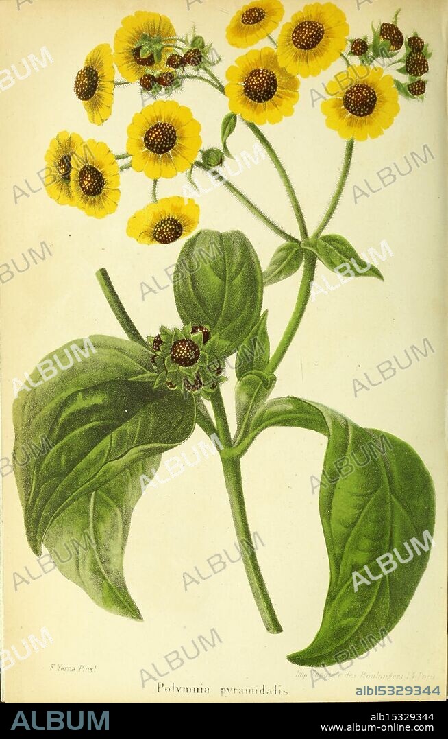 Revue Horticole Paris Librairie Agricole De la maison rustique 1829-1974 France Gardening Horticulture Periodicals Taxonomy Binomial Polymnia Pyramidalis, This illustration features a detailed depiction of the flowering plant *Polymnia pyramidal.* The composition showcases vibrant yellow flowers with circular, overlapping petals that cluster at the top of slender stems. Beneath the blossoms, large, smooth green leaves provide a contrasting backdrop. The leaves are arranged prominently, emphasizing their healthy, lush appearance. The overall design highlights the beauty of the plant, capturing both its floral and foliar features with meticulous attention to detail.