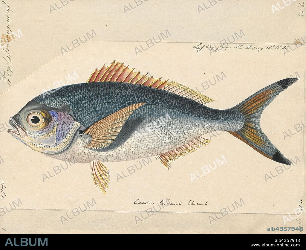 Caesio lunaris, Print, The lunar fusilier (Caesio lunaris) is a species of marine fish in the family Caesionidae. The lunar fusilier is widespread throughout the tropical waters of the Indo/West Pacific area, including the Red Sea. This fish can reach a maximum size of 40 cm in length ., 1825-1839.