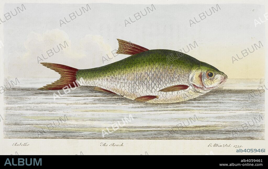 ROGER. NORTH et E. ALBIN. The Roach. A treatise on fish and fish-ponds, by The Hon. Roger North. Illustrated with eighteen beautifully-coloured specimens, by Ebenezer Albin. London : published by J. Goodwin, [1825?] W. Lewis [Printer]. Source: RB.31.c.551 facing p83.