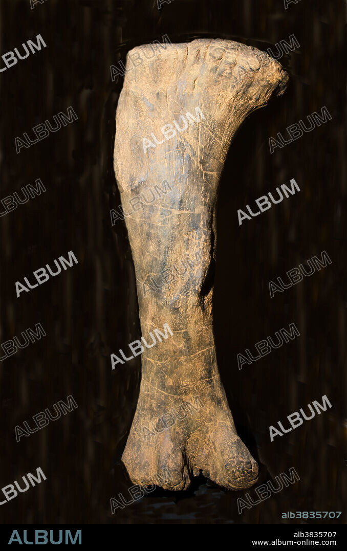 Dinosaur Sauropor Leg Bone Fossil. Zuhl Collection. New Mexico State University.