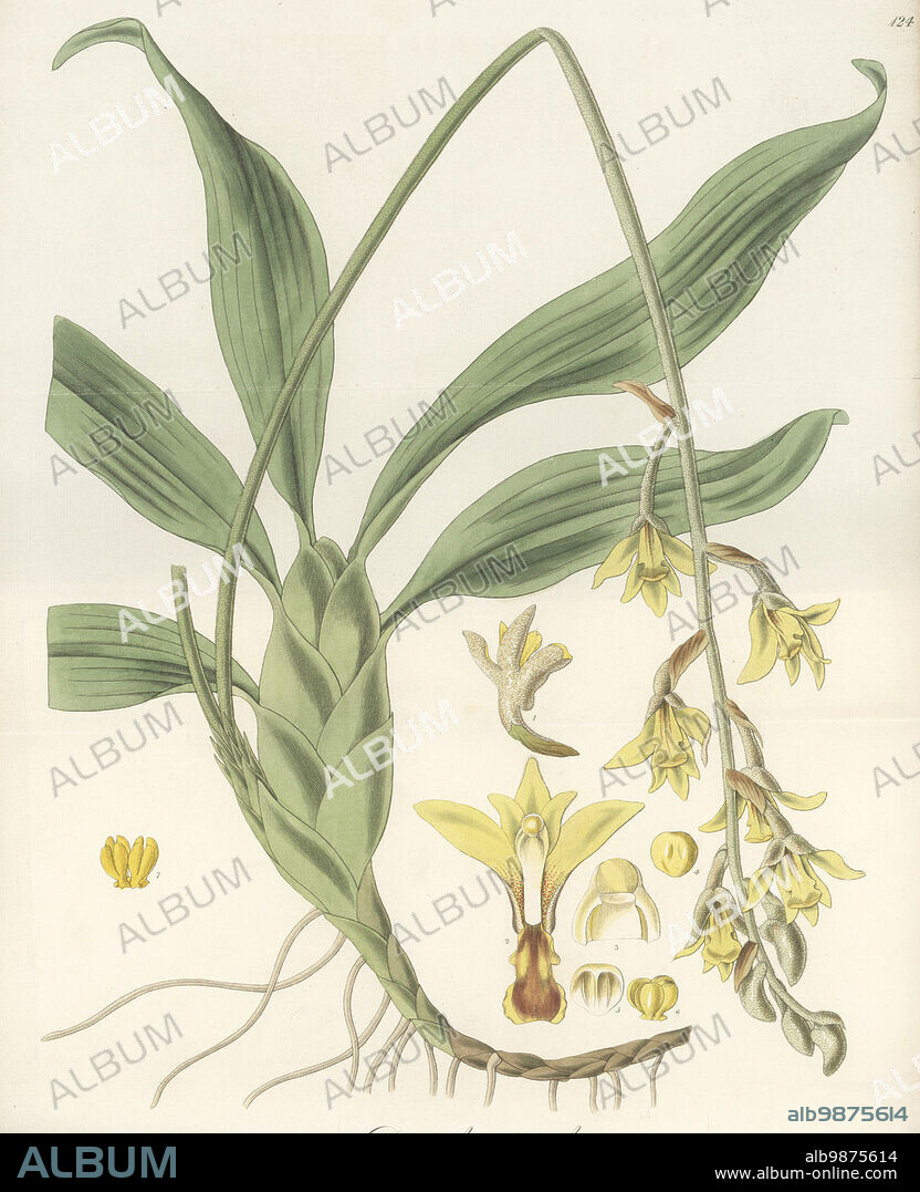 Dendrolirium lasiopetalum or Eria lasiopetala orchid. Native to India, sent from Calcutta by plant hunter Dr. Nathaniel Wallich to Liverpool Botanic Garden in 1820. Downy-flowered dendrobium, Dendrobium pubescens. Handcoloured copperplate engraving by Joseph Swan after a botanical illustration by William Jackson Hooker from his Exotic Flora, William Blackwood, Edinburgh, 1823-27.