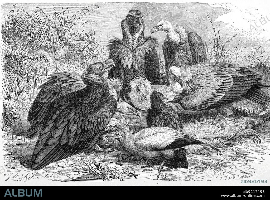 Bird, Cinereous vulture (Aegypius monachus) or cowbird, bird species belonging to the Old World vultures (Aegypiinae), Egyptian vulture (Neophron percnopterus) and Griffon vulture, Gyps fulvus, Historic, digitally restored reproduction from a 19th century original.