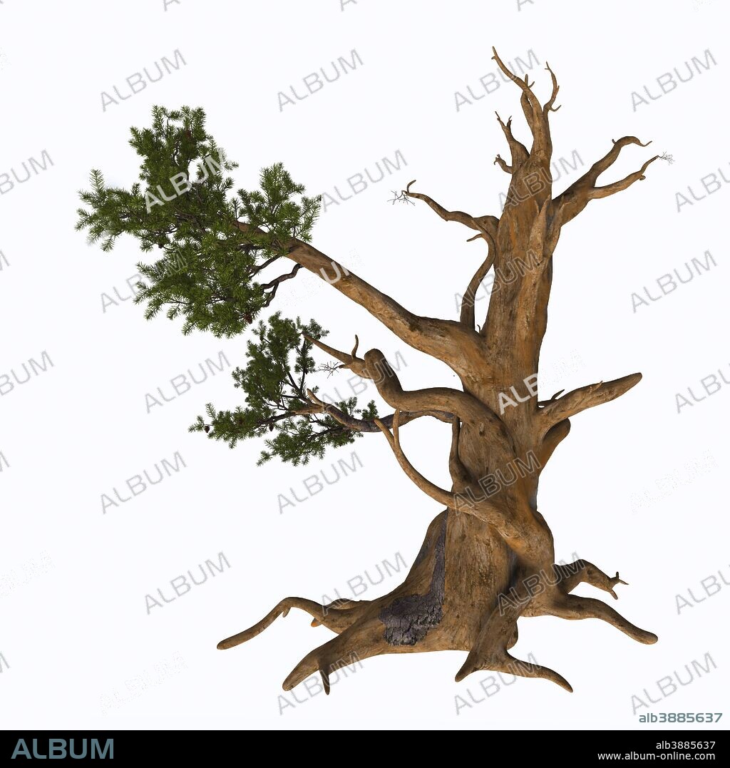 Pinus aristata, the Rocky Mountain bristlecone pine, is a species of pine native to the United States. It appears in the Rocky Mountains in Colorado and northern New Mexico, with an isolated population in the San Francisco Peaks in Arizona.