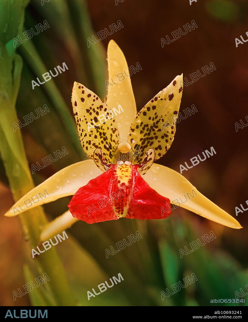 This tropical orchid, Cymbidiella rhodochila, is a highly specialized epiphyt that can be found only on Madagascar. This orchid lives exclusively on the stag-horn fern (Platycerium madagascariense), which being also an epiphyt grows exclusively on the tall trees of the species Albizza fastigata. This very complex interdependence explains why Cymbidiella rhodochila is such a rarity in its natural habitat in the upland rainforests of Madagascar.