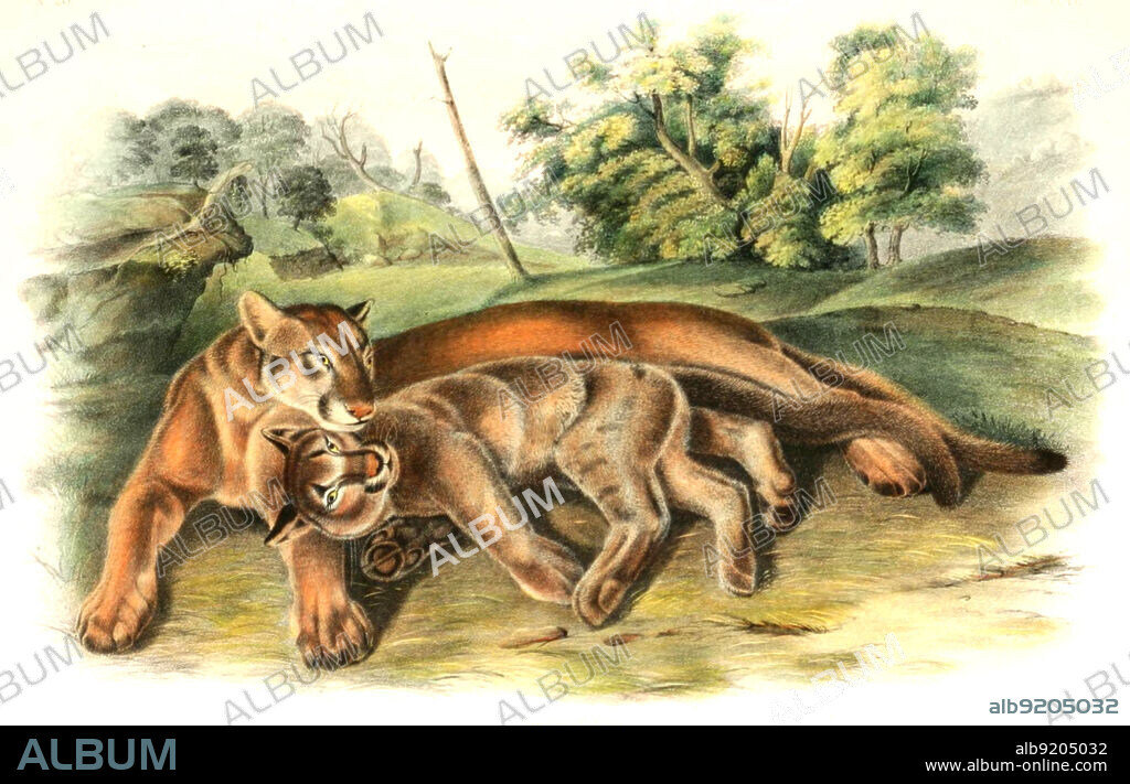 Puma, Puma concolor, digital restaurierte Reproduktion einer Originalvorlage aus dem 19. Jahrhundert, genaues Originaldatum nicht bekannt / cougar, Puma concolor, historical, digital improved reproduction of an original from the 19th century.
