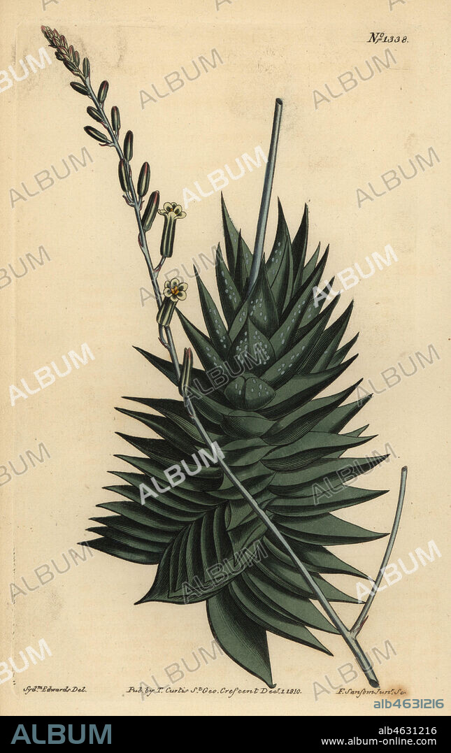 Astroloba spiralis (Pentagonal aloe, Aloe pentagona). Handcoloured copperplate engraving by F. Sansom after an illustration by Sydenham Edwards from William Curtis' The Botanical Magazine, London, 1810.