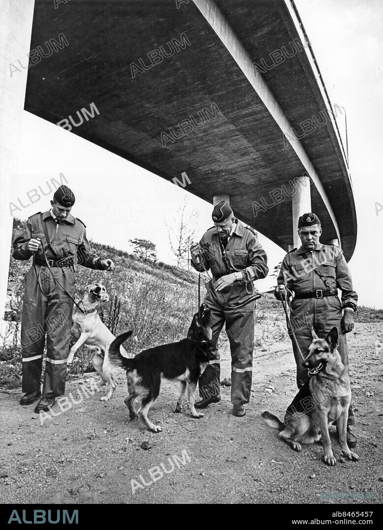 STOCKHOLM 1967-09-15. Polisens hundförare fr. v. Christer Clemensson med labradoren Buck, Sten Forsh med schäfern Pella och Ingvar Leijon med schäfern Nukas Hundarna som visas upp för media i Stockholm 15:e september 1967 är tre av de tio första narkotikahundarna i Sverige, som just genomgått en fem månaders utbildning på arméns hundskola i Sollefteå. Hundarna kommer att delas ut till tullpolisen och rikspolisens narkotikasektion.. Foto: Freddy Lindström / TT / Kod: 1001.
