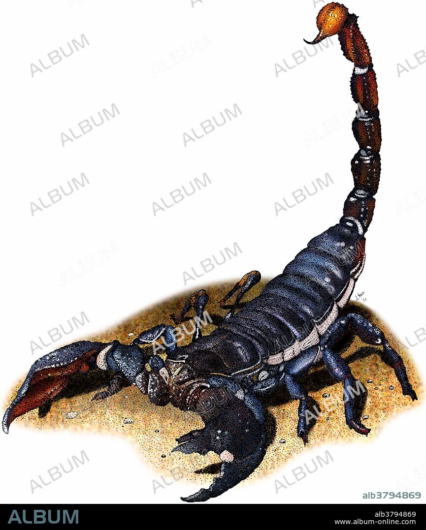 Emperor scorpion (Pandinus imperator) illustration.