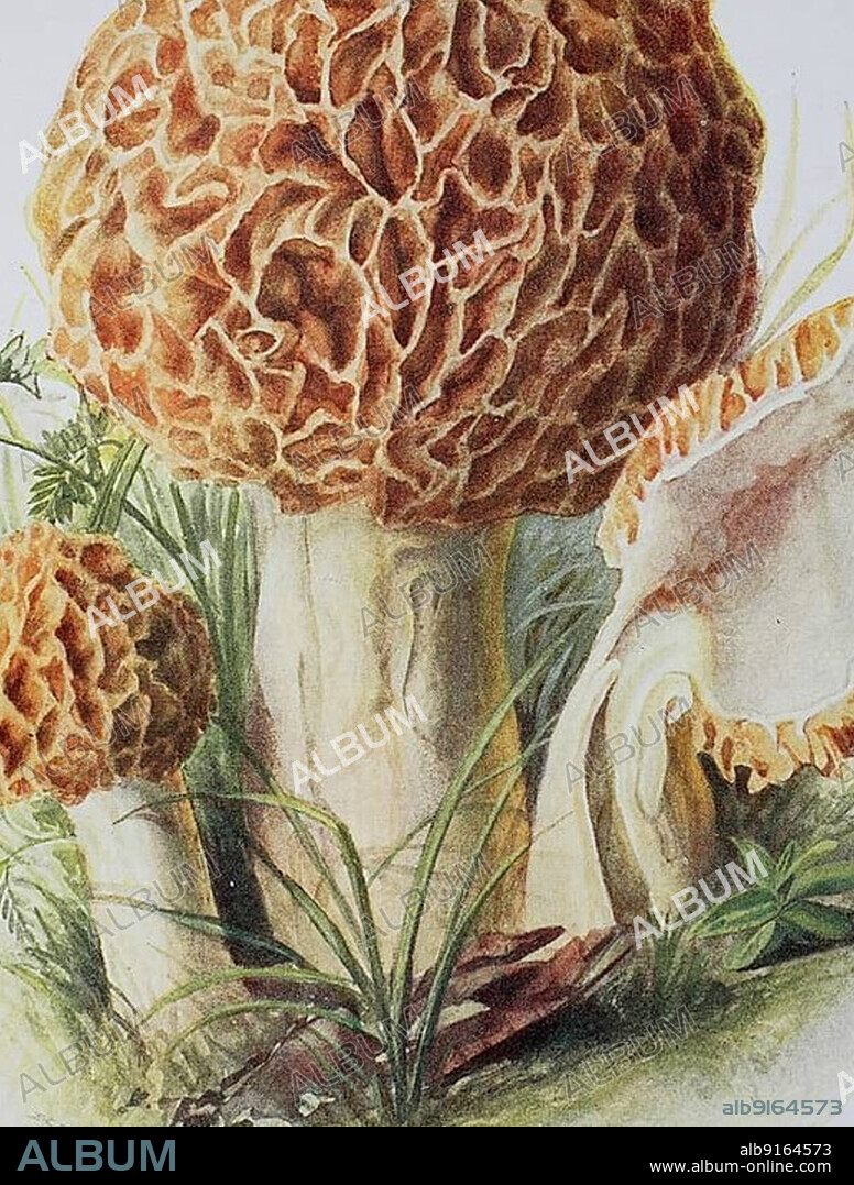 Mushroom, food Morel (Morchella esculenta), Historical, digitally restored reproduction of an illustration by Emil Doerstling (1859-1940)