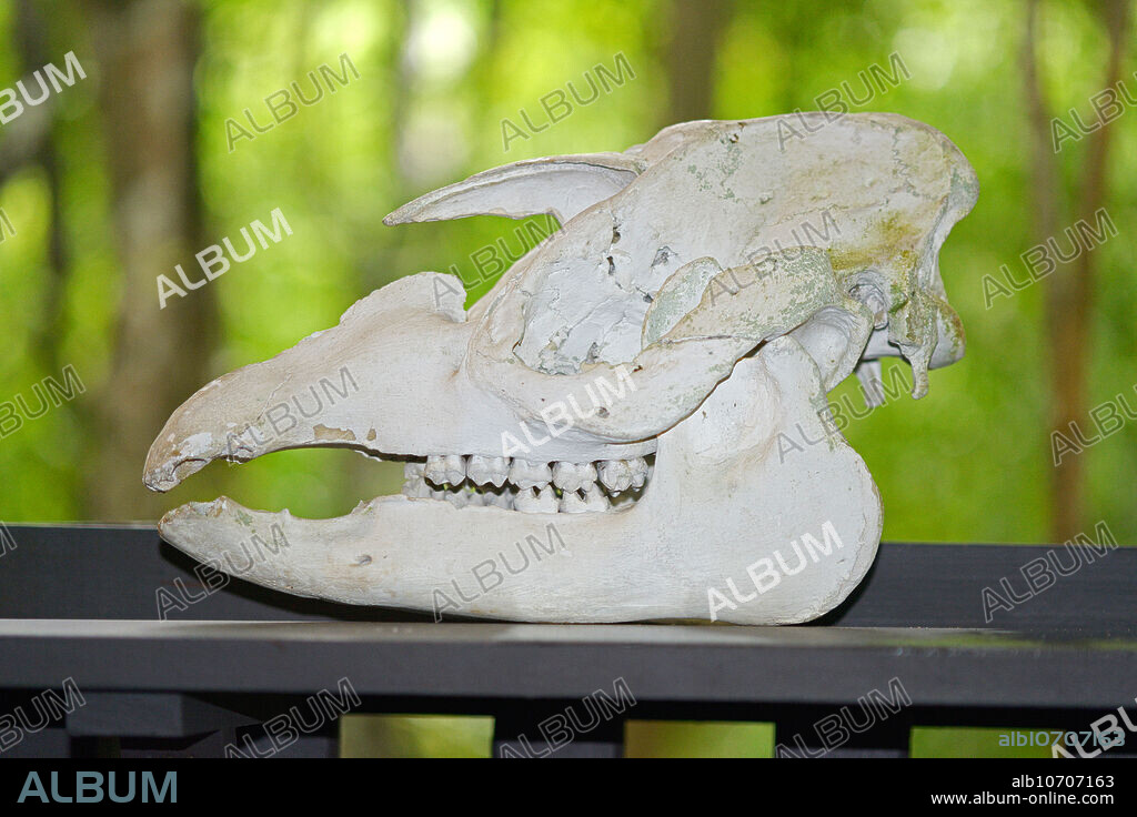 Skull of a Baird's Tapir, Tapirus bairdii, Western Belize.