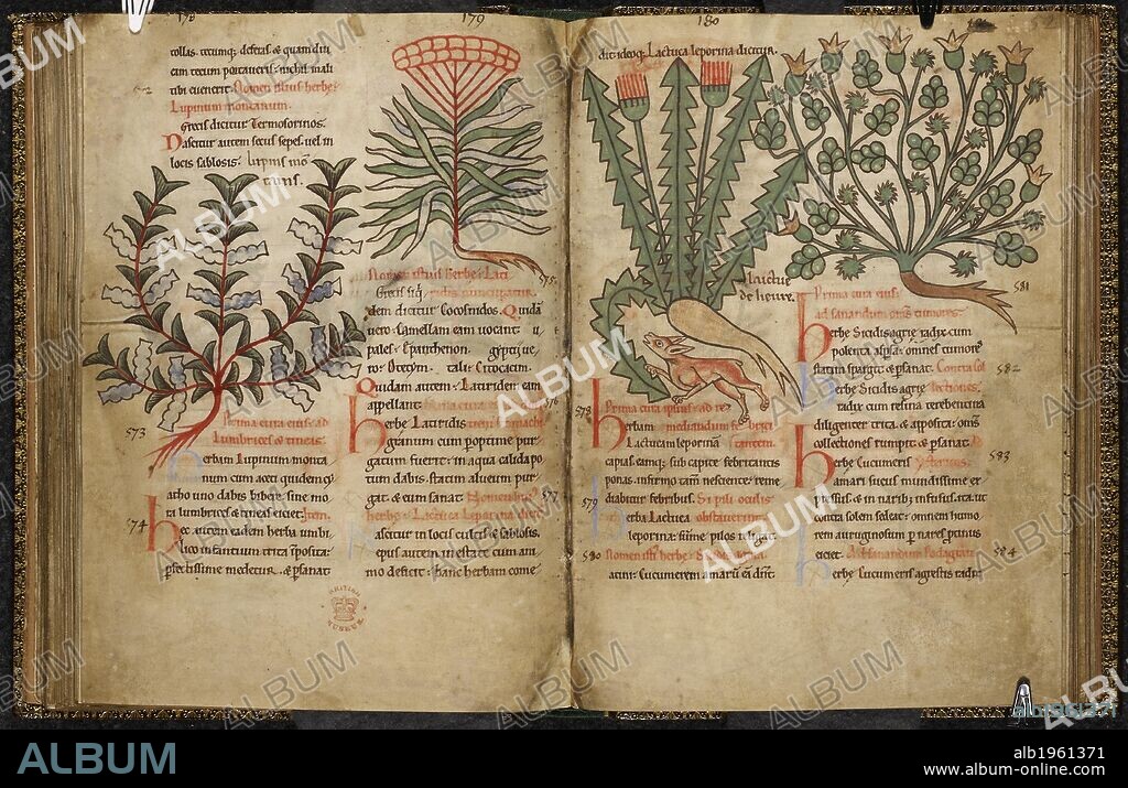 Plants with foliage and flowers. A herbal and bestiary Pharmacopoeia.  Medicinal plants. . Medical miscellany of a pharmacopeial compilation, including a herbal and bestiary illustrating the pharmocopeial properties of animals. Netherlands, S (Mosan). Or England. Medical miscellany of a pharmacopeial compilation, including a herbal and bestiary illustrating the pharmocopeial properties of animals 3rd quarter of the 12th century. Source: Harley 1585 ff.51v-52. Language: Latin.