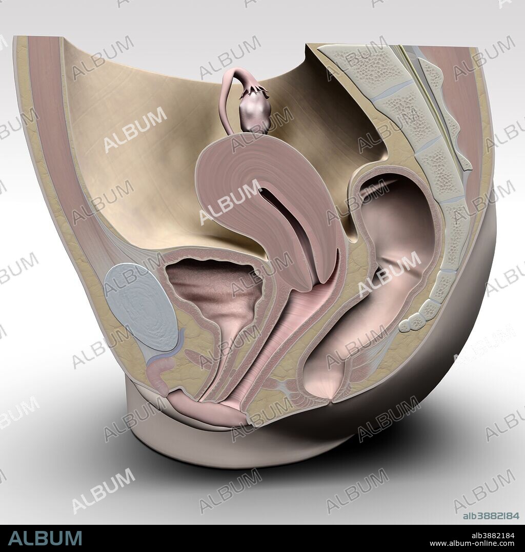 Female reproductive system, sagittal view with soft tinted coloring.