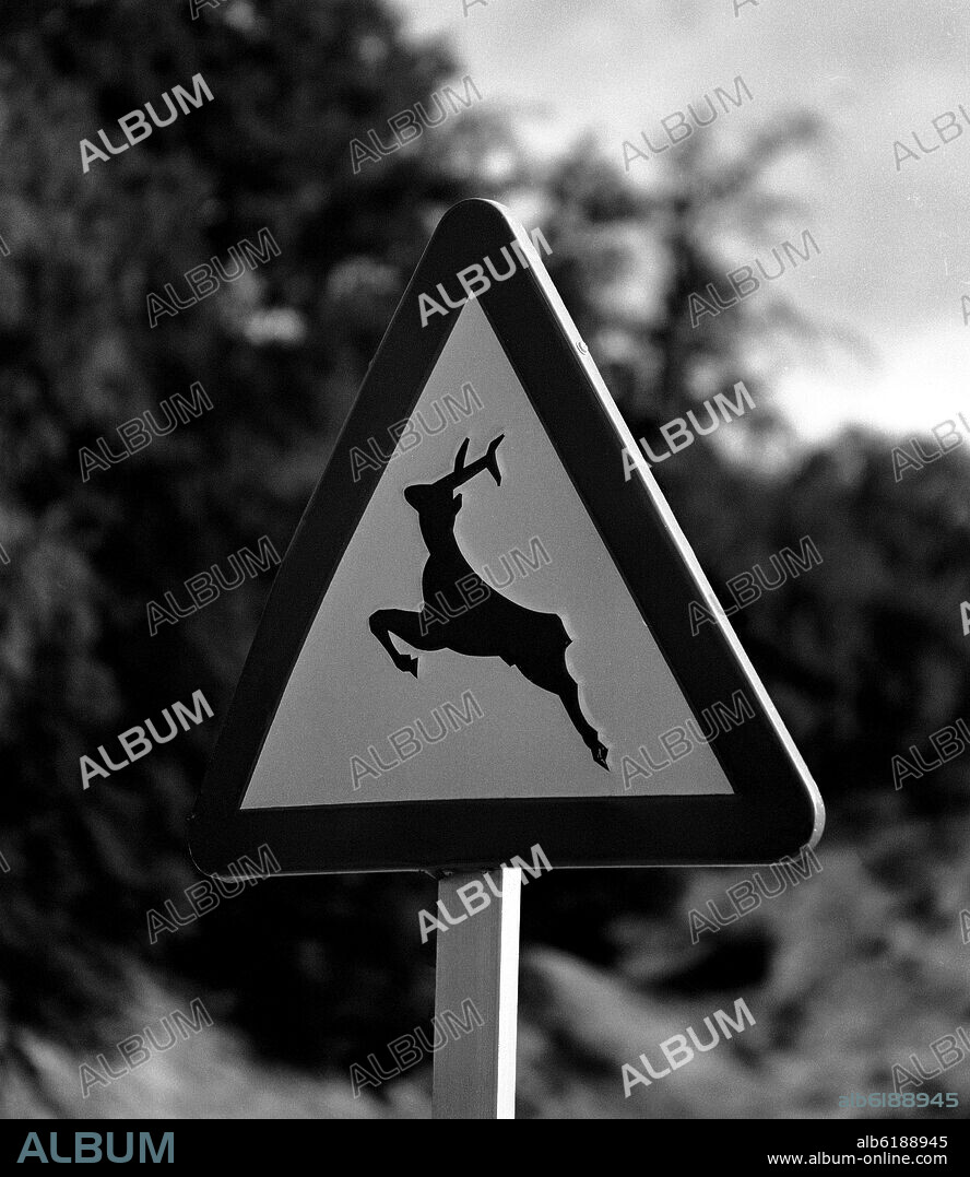 SEÑAL DE PELIGRO EN EL PARDO - CIERVOS SUELTOS - FOTOGRAFIA EN BLANCO Y NEGRO - AÑOS 60.