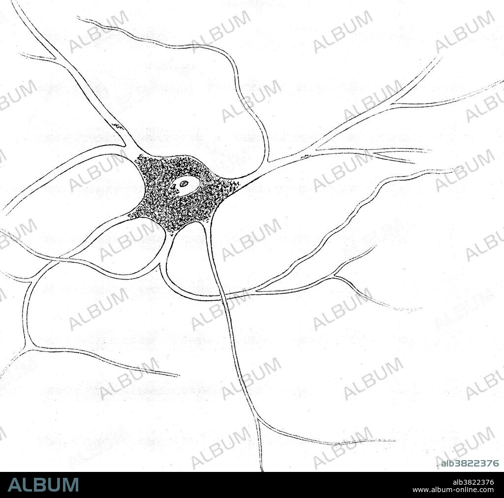 Ramified nerve cell, from grey matter. A ramified cell spreads or branches out. Grey matter refers to unmyelinated neurons and other cells of the central nervous system. It is present in the brain, brainstem and cerebellum, and present throughout the spinal cord. Drawn by Rudolf Albert von Kolliker (1817-1905), a Swiss anatomist and physiologist, in 1852.