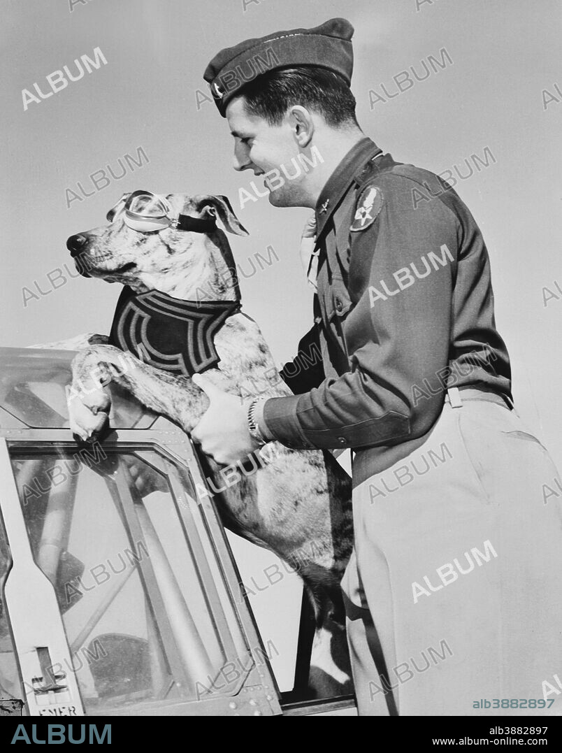Lieutenant lifting his Great Dane into a plane, Enid, Oklahoma, circa 1942.