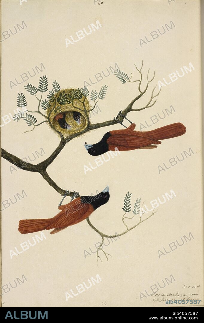ANON. Black-Headed Munia, Chestnut Munia â€˜Lonchura malacca atricapillaâ€™ A pair, with nest and fledglings detailed. Wellesley Albums. 1798 - 1805. Watercolour. Source: NHD 29/46.