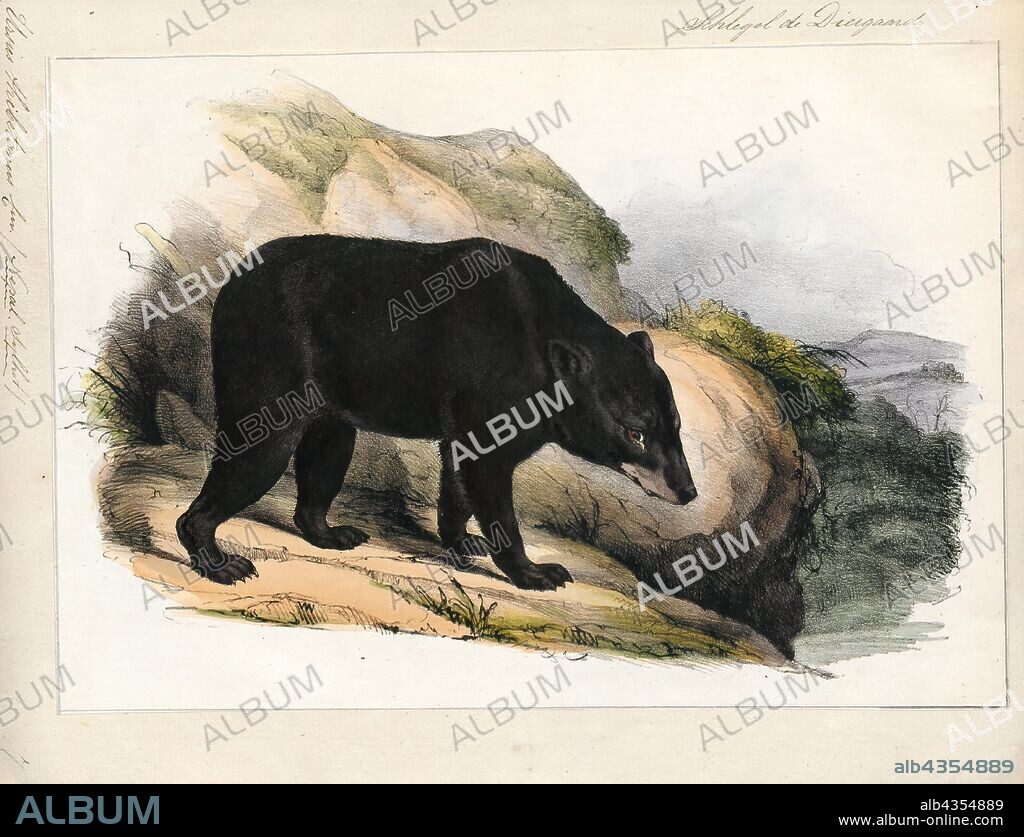 Ursus thibetanus, Print, The Asian black bear (Ursus thibetanus, previously known as Selenarctos thibetanus), also known as the Asiatic black bear, moon bear and the white-chested bear, is a medium-sized bear species native to Asia and largely adapted to arboreal life. It lives in the Himalayas, in the northern parts of the Indian subcontinent, Korea, northeastern China, the Russian Far East, the Honshu and Shikoku islands of Japan, and Taiwan. It is classified as vulnerable by the International Union for Conservation of Nature (IUCN), mostly because of deforestation and hunting for its body parts., 1700-1880.