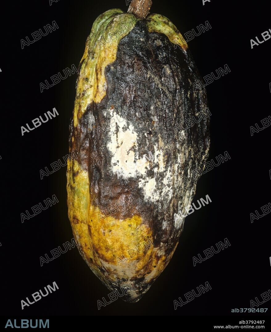 Frosty pod rot (Monilia roreri) mycelium and blackening to a cocoa pod, Colombia.