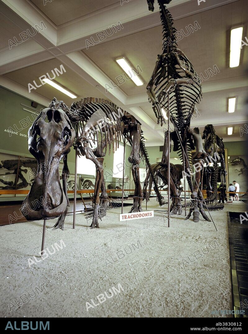 Trachodon fossils brought back by fossil hunter Barnum Brown (1873-1963) from a 1915-16 expedition to the Belly River area of Alberta, Canada.