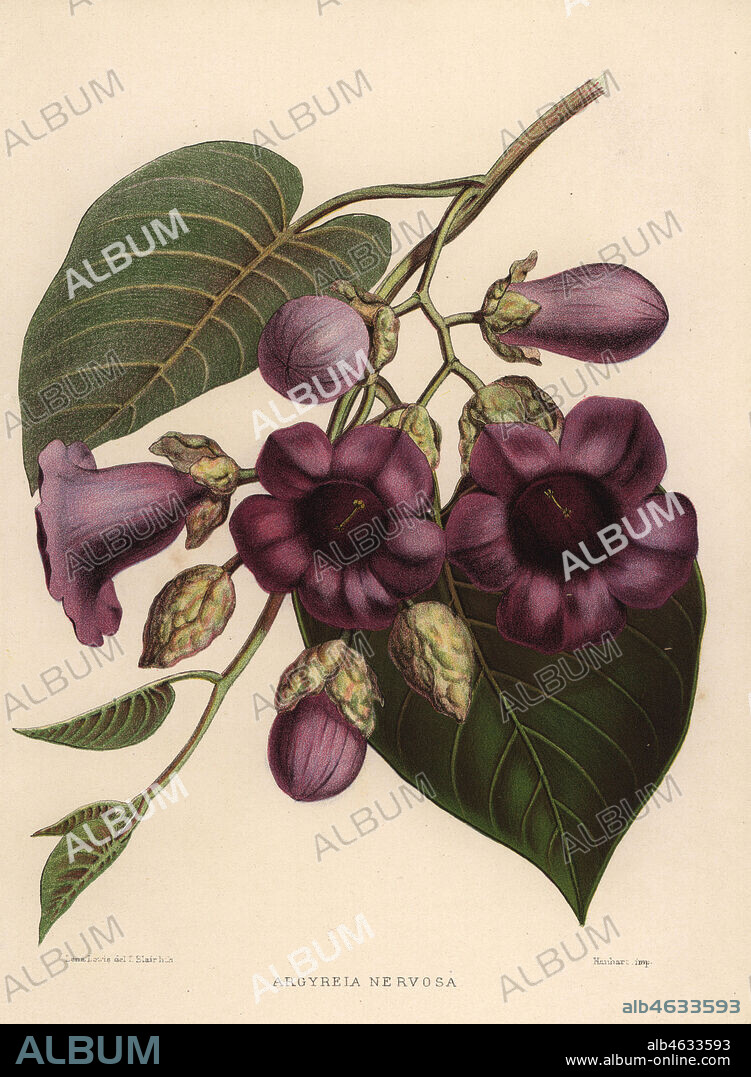Elephant creeper, Argyreia nervosa. Handcoloured lithograph by D. Blair after an illustration by Lena Lowis from her Familiar Indian Flowers with Coloured Plates, L. Reeve, London, 1878. Lena Lowis, formerly Selena Caroline Shakespear (1845-1919), was a British woman artist who traveled to India with her husband Lt.-Col. Ninian Lowis.