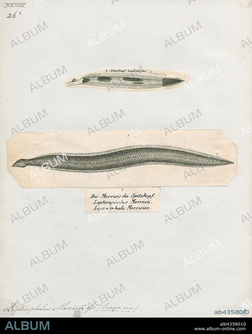 Conger vulgaris, Print, Conger is a genus of marine congrid eels. It includes some of the largest types of eels, ranging up to 3 m (10 ft) in length, in the case of the European conger. Large congers have often been observed by divers during the day in parts of the Mediterranean Sea, and both European and American congers are sometimes caught by fishermen along the European and North American coasts., 1700-1880.