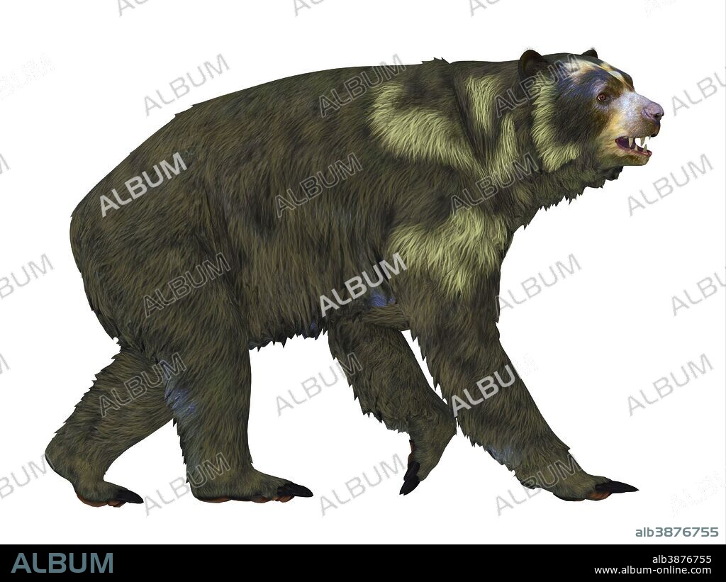 Side view of an Arctodus short-faced bear. Arctodus, also known as the short-faced bear, is an extinct mammal that lived in North America during the Pleistocene Epoch.