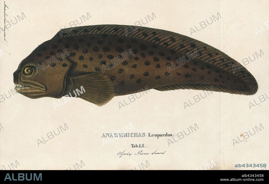 Anarrhichas lupus, Print, The Atlantic wolffish (Anarhichas lupus), also known as the seawolf, Atlantic catfish, ocean catfish, devil fish, wolf eel (the common name for its Pacific relative), woof or sea cat, is a marine fish of the wolffish family Anarhichadidae. The numbers of the Atlantic wolffish in US waters are rapidly being depleted, most likely due to overfishing and bycatch, and is currently a Species of Concern according to the U.S. National Oceanic and Atmospheric Administration's National Marine Fisheries Service., 1700-1880.