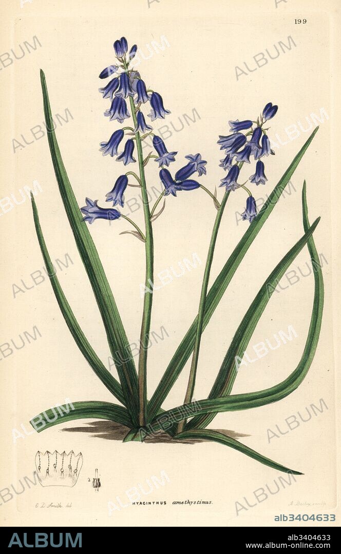 Brimeura amethystina (Amethyst-coloured hyacinth, Hyacinthus amethystinus). Handcoloured copperplate engraving by G. Barclay after Edwin Dalton Smith from John Lindley and Robert Sweet's Ornamental Flower Garden and Shrubbery, G. Willis, London, 1854.