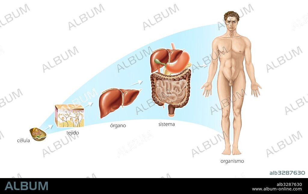 Niveles de organización biológica del cuerpo humano.