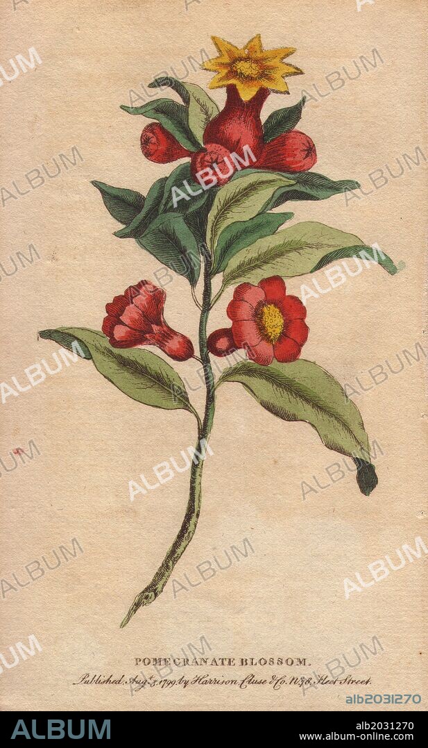 Pomegranate blossom. . Punica granatum. . "This branch of the pomegranate in blossom was drawn from nature by the ingenious Edwards, and is copied by us from the celebrated Gleanings.". . Handcoloured copperplate engraving from "The Naturalist's Pocket Magazine; or, Complete Cabinet of the Curiosities and Beauties of Nature" (1798~1802) published by Harrison, London.