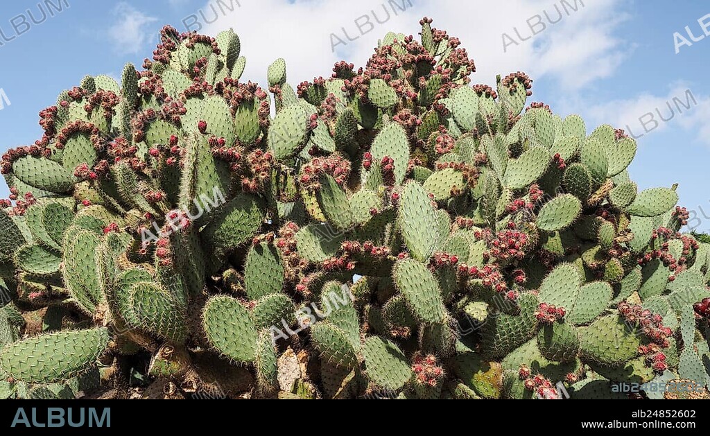 Prickly pear cactus (Opuntia robusta)