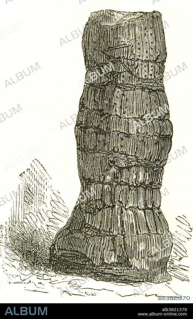 Trunk of Sigillaria, a large tree-like plant from the Carboniferous Period. Sigillarias could grow 100 feet tall. Illustration from Louis Figuier's The World Before the Deluge, 1867 American edition.