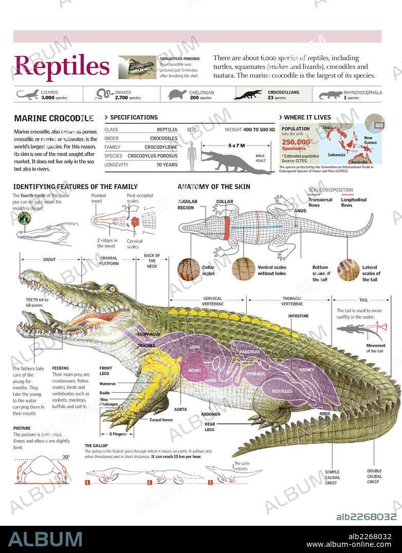 REPTILES. Infografía de la distribución, anatomía, piel y locomoción del cocodrilo de mar.