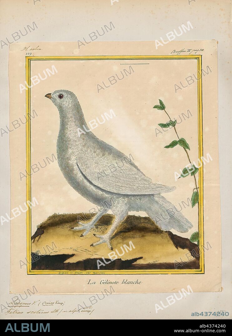 Lagopus mutus, Print, The rock ptarmigan is a medium-sized gamebird in the grouse family. It is known simply as the ptarmigan in the UK and in Canada, where it is the official bird for the territory of Nunavut, Canada, and the official game bird for the province of Newfoundland and Labrador, Canada. In Japan, it is known as the raicho (??), which means "thunder bird". It is the official bird of Gifu, Nagano, and Toyama Prefectures and is a protected species nationwide., 1700-1880.